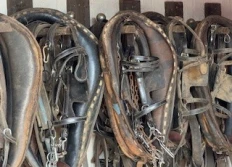 Grandview Clydesdales 9-16-25